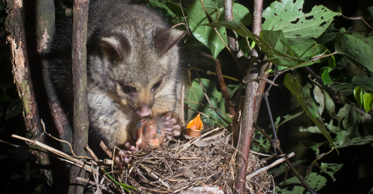 Hero image for news page Possumbird2. Nga Manu Images 1