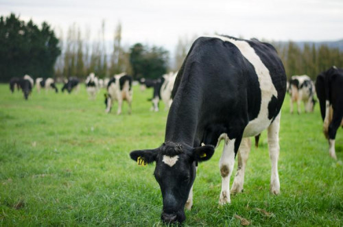 Hero image AGRICULTURE dairy cows in paddock 2 LR