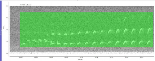 Hero image Spectrogram Kiwi