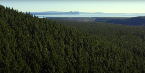 A drone shot of New Zealand managed forest