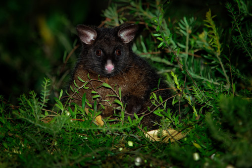 Common Brush-tailed Possum - Trichosurus vulpecula -nocturnal, semi-arboreal marsupial of Australia, introduced to New Zealand.